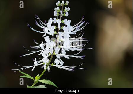 Fleurs de whiskers de chat blanc - jardin botanique de fort Worth, Texas Banque D'Images