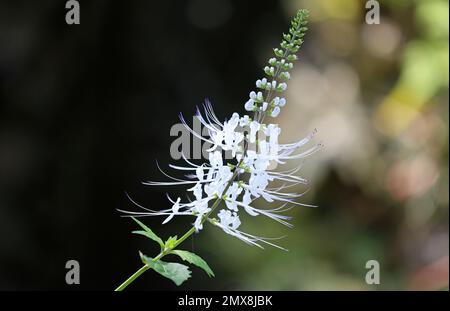 Les whiskers de Cat fleurissent - jardin botanique de fort Worth, Texas Banque D'Images