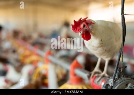 Curieuse poule blanche assise sur le tuyau de la ligne d'alimentation dans le poulailler Banque D'Images