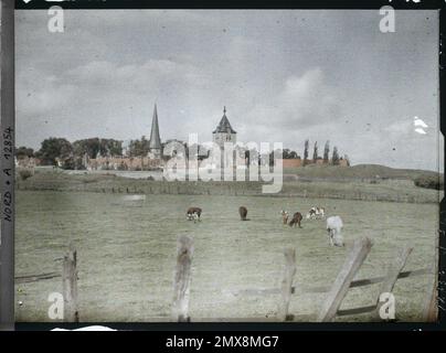 Bergues, Nord, France , 1917 - Nord de la France, Belgique - Paul Castelnau (section photographique des armées) - (1-5 septembre). Véritable animal, agriculture , élevage, clocher, vache, Champ, arrière, panorama d'agglomération, animal, activité économique, Première Guerre mondiale, Habitat , Architecture, France, Bergnes, vue générale Banque D'Images