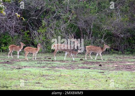 Cerf d'axe sri-lankais, cerf à pois Ceylan, ceylonensis Axis, parc national Yala, Sri Lanka, Asie Banque D'Images