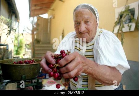 Cisnadie, République socialiste de Roumanie, env. 1980. Femme âgée appartenant à la communauté saxonne qui vend des cerises fraîches à la porte de sa maison. Banque D'Images