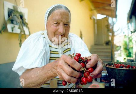 Cisnadie, République socialiste de Roumanie, env. 1980. Femme âgée appartenant à la communauté saxonne qui vend des cerises fraîches à la porte de sa maison. Banque D'Images