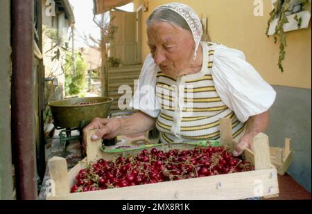 Cisnadie, République socialiste de Roumanie, env. 1980. Femme âgée appartenant à la communauté saxonne qui vend des cerises fraîches à la porte de sa maison. Banque D'Images