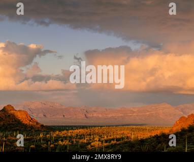 Coucher de soleil, vallée de Sonoyta, montagnes Ajo, Monument national de Organ Pipe Cactus, Arizona Banque D'Images