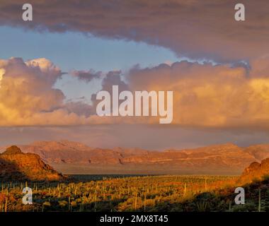 Coucher de soleil, vallée de Sonoyta, montagnes Ajo, Monument national de Organ Pipe Cactus, Arizona Banque D'Images