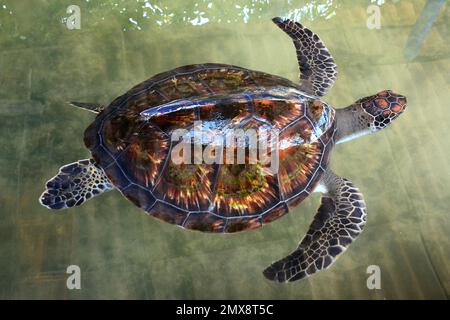 Tortue de mer verte, tortue verte du Pacifique, Grüne Meeresschildkröte, Tortue verte, Chelonia mydas, levesteknős, Turtle Sanctuary Centre, Srí Lanka, Asie Banque D'Images