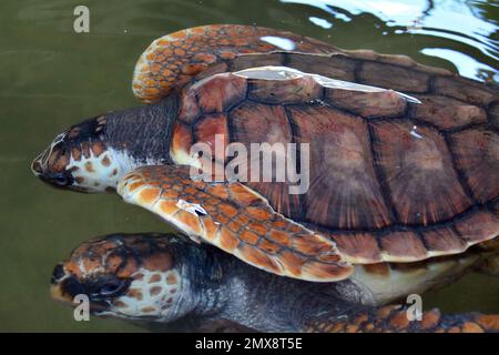 Tortue de mer, Unechte Karetschildkröte, Caouanne, Caretta caretta, álcserepesteknős, Turtle Sanctuary Center, Srí Lanka, Asie Banque D'Images