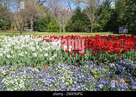 Fleurs de tulipe blanches et rouges - jardin botanique de fort Worth, Texas Banque D'Images