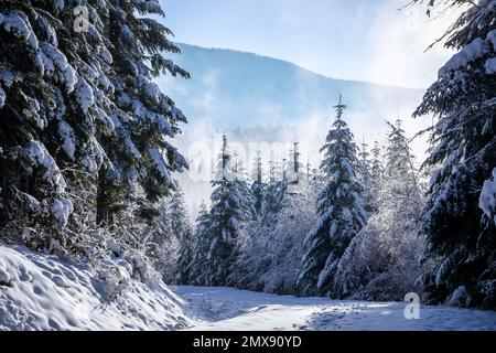 Paysage d'hiver des montagnes de Beskid en Pologne, forêt de conifères avec des sapins et des sapins couverts de neige blanche fraîche et de brume. Banque D'Images