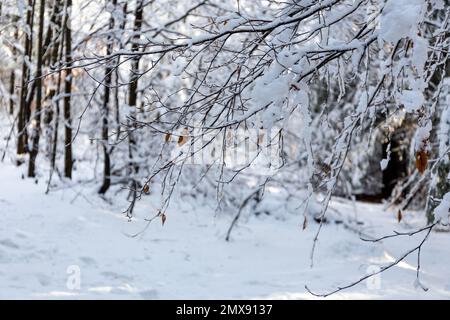 Branches d'arbres couvertes de neige blanche fraîche dans la forêt des monts Beskid, en Pologne. Banque D'Images