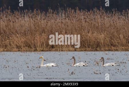 31 janvier 2023, Brandebourg, Schwedt/Oder: 31.01.2023, Schwedt. Un cygne de Whooper (Cygnus cygnus) nage avec de jeunes oiseaux en plumage juvénile gris dans le parc national de Lower Oder Valley, près de Schwedt, sur un temple dans les prairies de polder. Les couvées de Whooper viennent habituellement dans les plaines inondables de la rivière Oder, dans l'Uckermark, de janvier à mars. Photo: Wolfram Steinberg/dpa photo: Wolfram Steinberg/dpa Banque D'Images