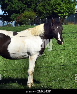 Chevalets marron et blanc en profil. La tête est tournée et la languette dépasse. Banque D'Images