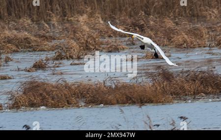 29 janvier 2023, Brandebourg, Schwedt/Oder: 29.01.2023, Schwedt. Un cygne de Whooper (Cygnus cygnus) atterrit sur un temple dans les prairies de polder dans le parc national de la vallée de l'Oder inférieur près de Schwedt. Les oies d'hiver viennent habituellement dans les plaines inondables de la rivière Oder, dans l'Uckermark, de janvier à mars. Photo: Wolfram Steinberg/dpa photo: Wolfram Steinberg/dpa Banque D'Images