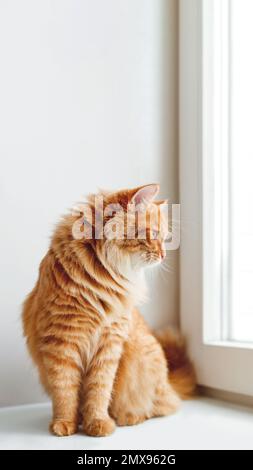 Chat au gingembre mignon assis sur le rebord de la fenêtre et attendant quelque chose. Un animal de compagnie moelleux dans la fenêtre. Bannière verticale avec espace de copie. Banque D'Images