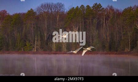 Cygnes trompettes sur le lac Little Clam, dans le nord du Wisconsin. Banque D'Images