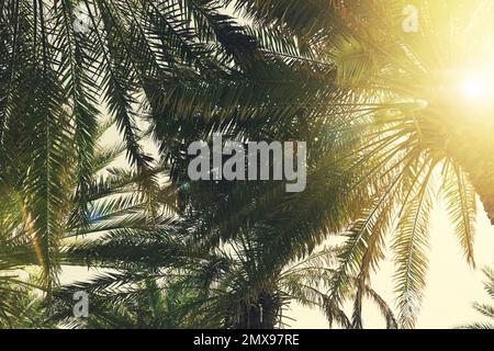 Magnifiques palmiers tropicaux en plein air par beau soleil Banque D'Images