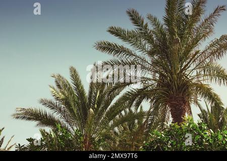 Palmiers tropicaux avec de belles feuilles à l'extérieur Banque D'Images