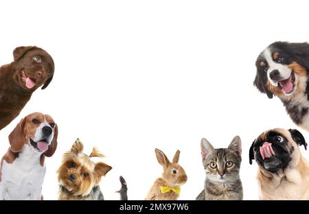 Ensemble avec différents animaux de compagnie mignons sur fond blanc Banque D'Images