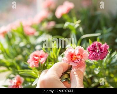 La femme tient fleur de carnation en fleur. Croissance des plantes à fleurs à la maison. Jardinage sur le seuil de la fenêtre comme passe-temps anti-stress. Banque D'Images