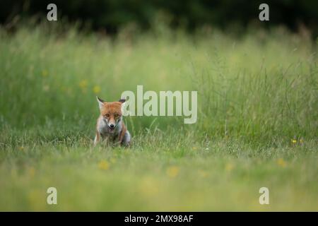 Fox Vulpes vulpes adulte dans les prairies, Essex, Angleterre, Royaume-Uni Banque D'Images