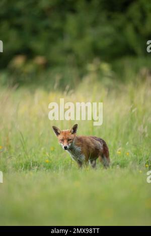 Fox Vulpes vulpes adulte dans les prairies, Essex, Angleterre, Royaume-Uni Banque D'Images