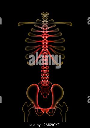 Illustration du rachis humain sur fond noir Banque D'Images