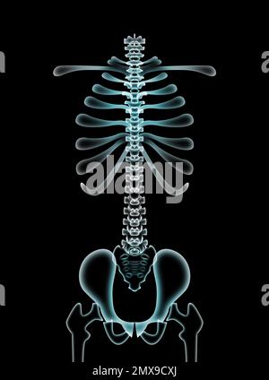 Illustration du rachis humain sur fond noir Banque D'Images