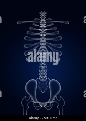 Illustration du rachis humain sur fond bleu foncé Banque D'Images