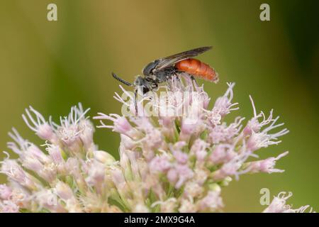 L'abeille sanguine à lèvres blanches (Sphecodus albilabris) se forant sur l'hemp-agrimony (Eupotorium cannabinum) dans les dunes Banque D'Images