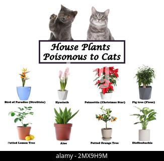 Ensemble de plantes de maison toxiques pour les chats et les chatons sur fond blanc Banque D'Images