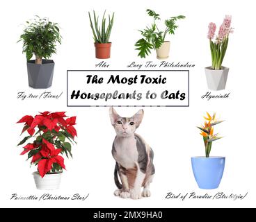 Ensemble de plantes de maison toxiques pour les chats et les chatons sur fond blanc Banque D'Images