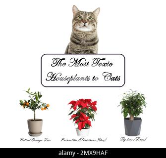 Ensemble de plantes de maison toxiques pour les chats et les chatons sur fond blanc Banque D'Images