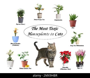 Ensemble de plantes de maison toxiques pour les chats et les chatons sur fond blanc Banque D'Images