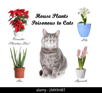 Ensemble de plantes de maison toxiques pour les chats et les chatons sur fond blanc Banque D'Images