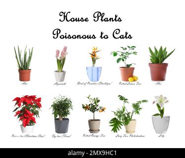 Ensemble de plantes de maison toxiques pour les chats sur fond blanc Banque D'Images