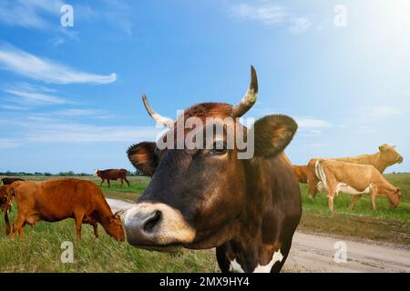 De belles vaches paître sur un pâturage vert, à proximité Banque D'Images