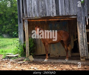 Une grange en bois délabrée abrite un jeune cheval de couleur châtaignier. Il est profilé. Banque D'Images