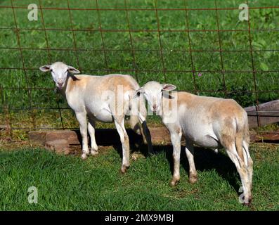 Deux moutons cisaillés sont debout dans un enclos rustique herbacé. Ils regardent avec prudence. Profil complet de mouton. Banque D'Images