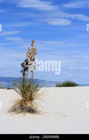 le yucca solitaire dans le sable blanc Banque D'Images