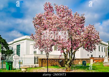 Un magnolia japonais (Magnolia liiflora) fleurit dans le cimetière de Church Street, le 30 janvier 2023, à Mobile, Alabama. Le cimetière a été fondé en 1819. Banque D'Images