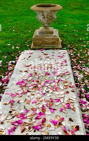 Les pétales de fleurs d'un magnolia japonais (Magnolia liiflora) couvrent une tombe dans le cimetière de Church Street, le 30 janvier 2023, à Mobile, Alabama. Banque D'Images