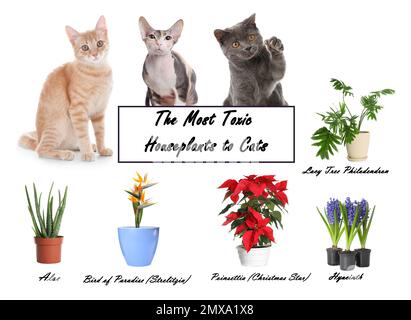 Ensemble de plantes de maison toxiques pour les chats et les chatons sur fond blanc Banque D'Images