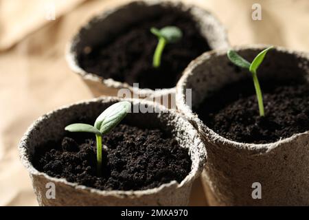 Jeunes plants dans des pots de tourbe sur la table Banque D'Images