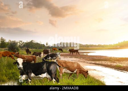 Belles vaches paître à la campagne par beau temps Banque D'Images