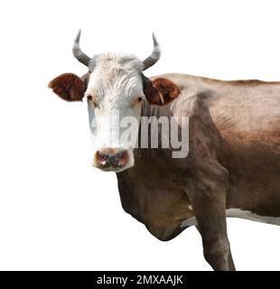 Belle vache sur fond blanc. Élevage Banque D'Images