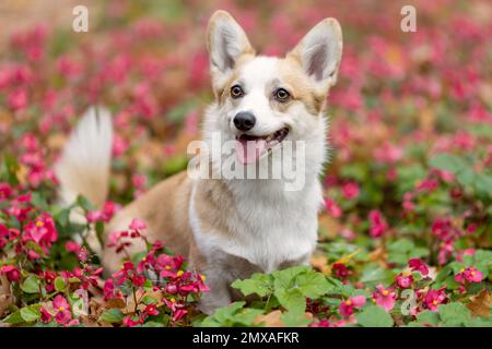 Portrait de la belle femme souriante chien de corgi gallois pembroke race parmi les fleurs roses dans la nature Banque D'Images