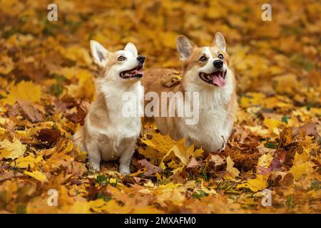 Deux jeunes chiens de corgi gallois pembroke se reproduisent assis ensemble sur des feuilles mortes jaunes et souriant à la nature automnale Banque D'Images