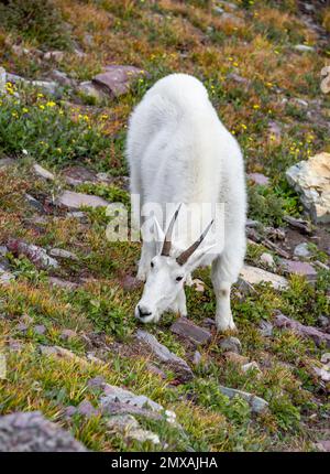 Chèvre de montagne (Oreamnos americanus), pâturage dans le pré, parc national des Glaciers, Montana, États-Unis Banque D'Images