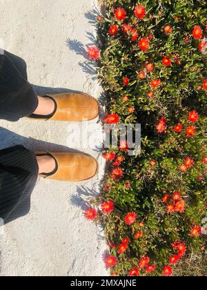 Pieds avec pantoufles en cuir jaune, debout sur un mur blanc encadré par des suculiers à fleurs rouges, Paros, Cyclades, Grèce Banque D'Images